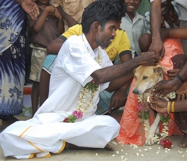 india_man_weds_dog_mas101