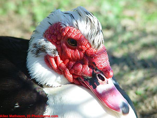 10ls_ugliest_muscovy_02