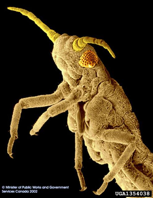 4ls_ugliest_wheataphid_02