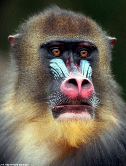 9ls_ugliest_m_baboon_02