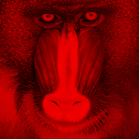 baboon-red.png