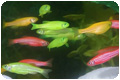glo-fish-fluorescent_p
