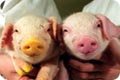 clone-transgenics-pigs