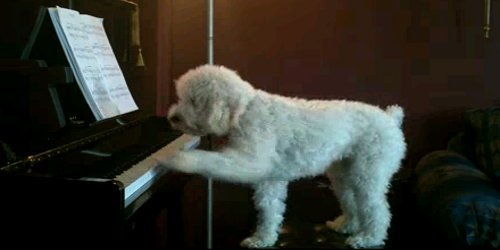 Куче свири пијано и пее блуз 