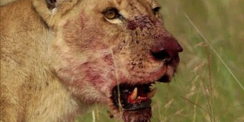 Тројца мажи против 15 гладни лавови (видео)