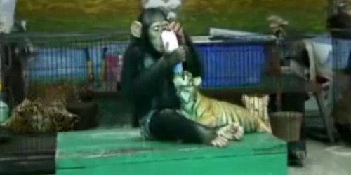 Шимпанзо храни тигарче (видео)