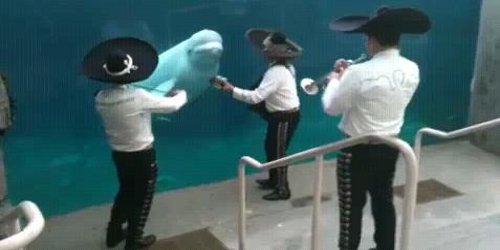 Маријачи му свират на белуга кит (видео)