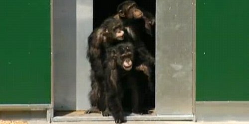 Лабораториски шимпанза за првпат го здогледуваат сонцето