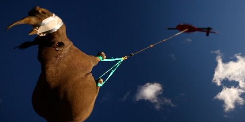 Летот на носорозите