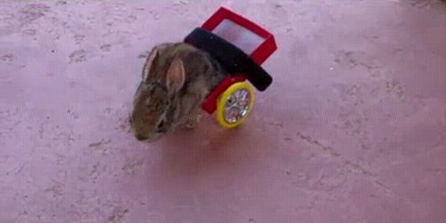 Помагало за парализирано зајче (видео)