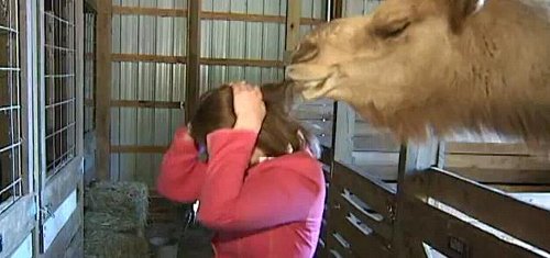 Новинарка нападната од камила (видео)
