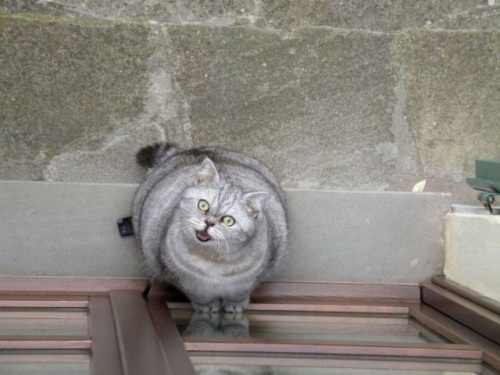Најслатката дебела мачка на светот