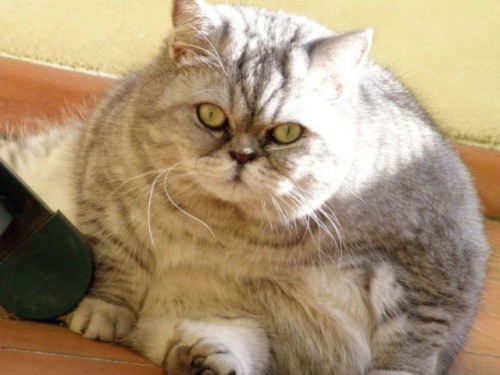 Најслатката дебела мачка на светот
