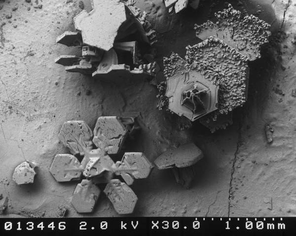 Снегулки под микроскоп