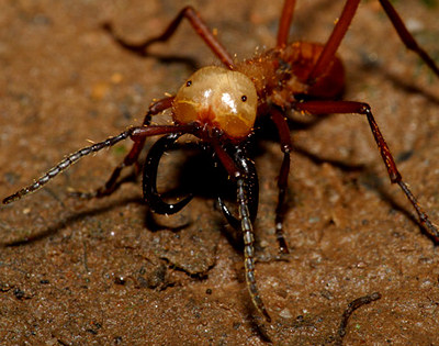 Мравка војник