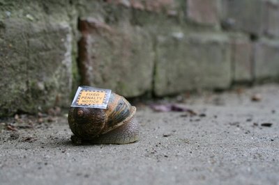 snail1.jpg